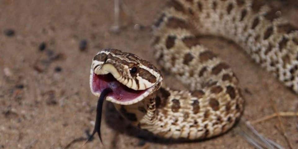 Adolescente é mordido por cobra enquanto pegava bola em Guarapari ...